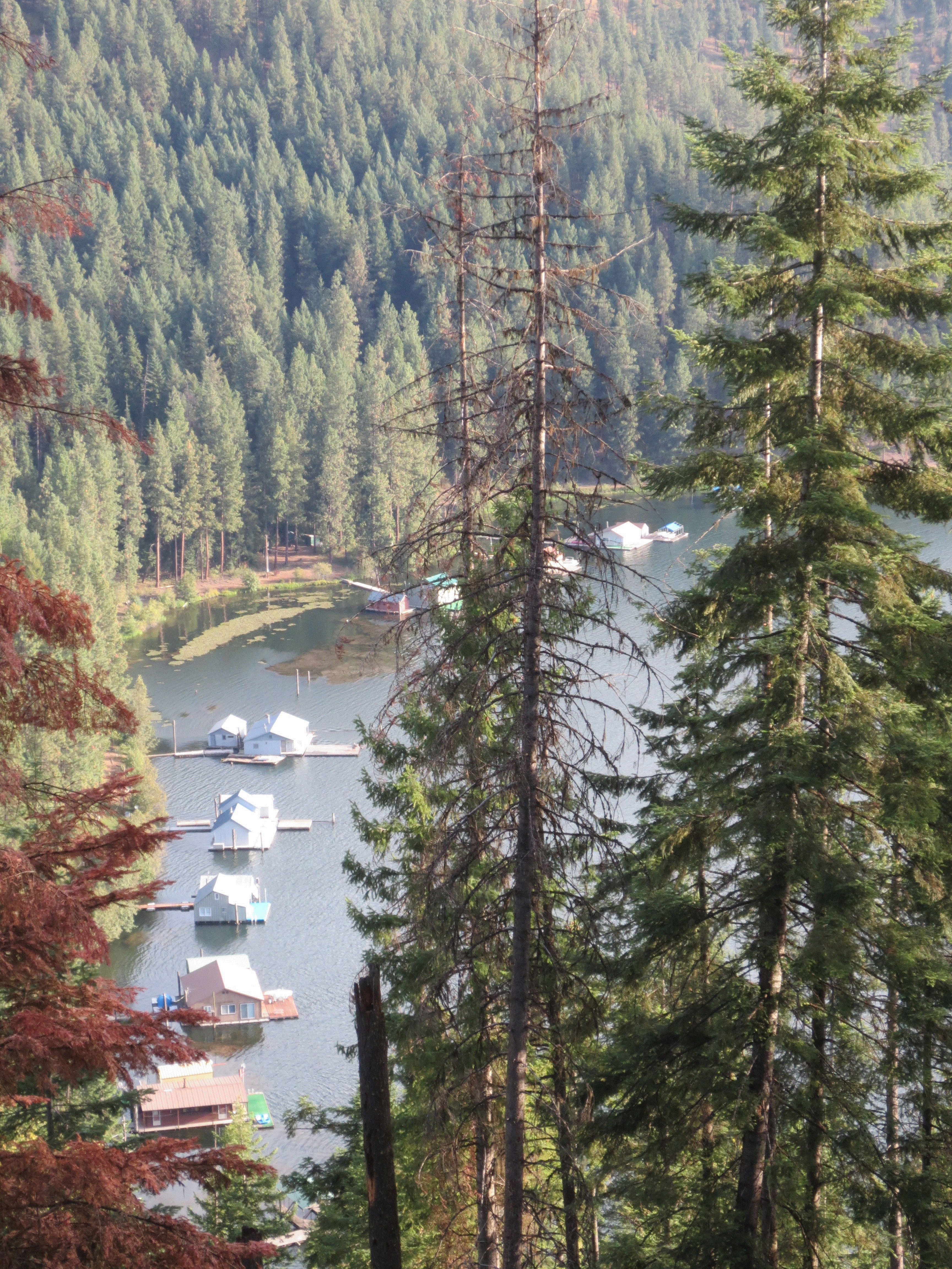 Floating cabins following the curve of the shore, seen through a gap in the trees.